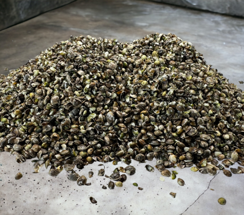 Maxi Bait Crushed Hemp 500gr