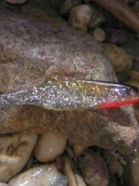 Orka Shad 2005-S-10-TB
